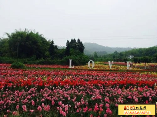 银城花海景点照片