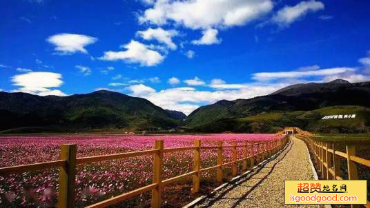 藏巴拉花海景区景点照片