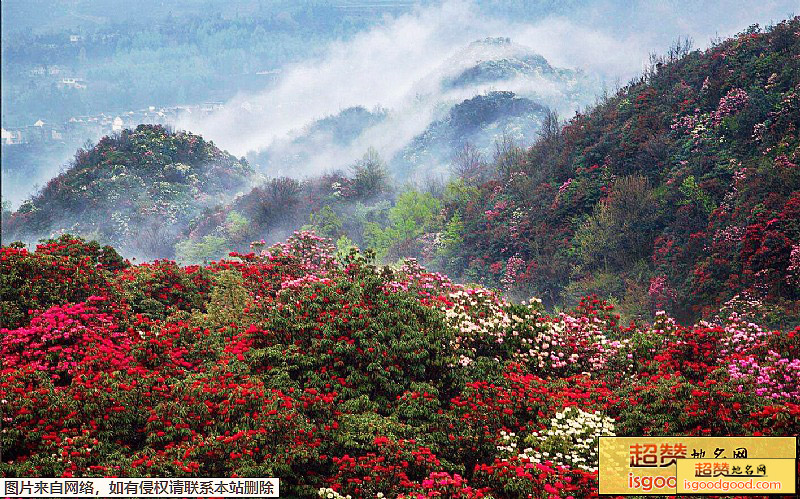 百里杜鹃风景区景点照片