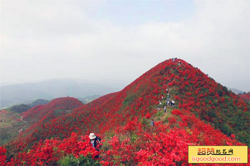 江界河附近景点映山红景区