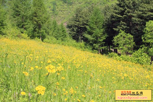 野花山景点照片