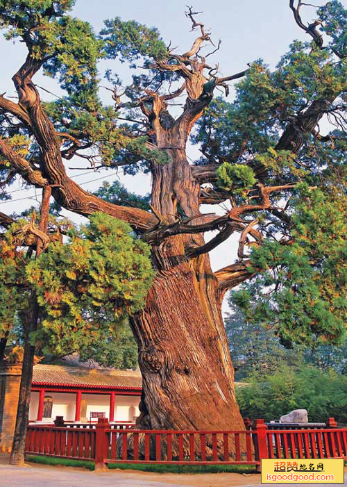 黄帝手植柏景点照片