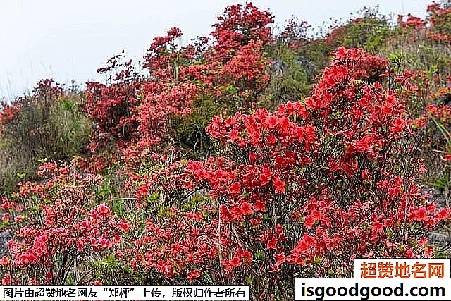 《广东开平天露山杜鹃花即将盛开》原文配图1