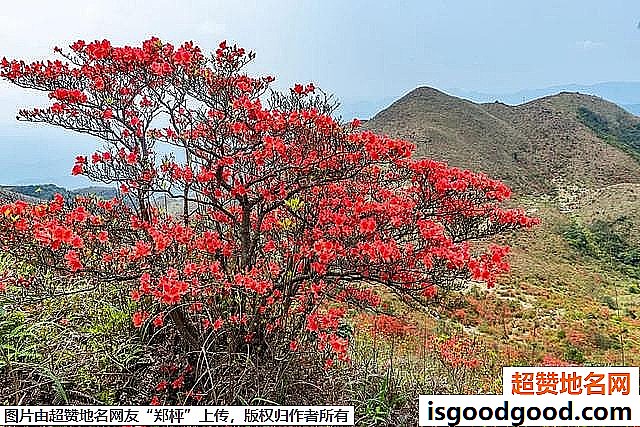 《广东开平天露山杜鹃花即将盛开》原文配图8