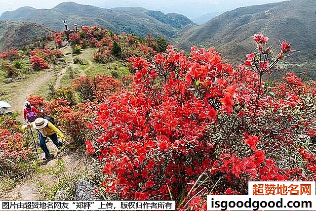 《广东开平天露山杜鹃花即将盛开》原文配图4