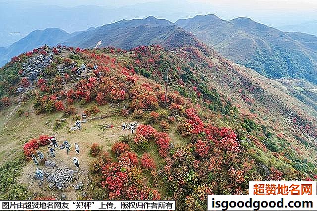 《广东开平天露山杜鹃花即将盛开》原文配图9