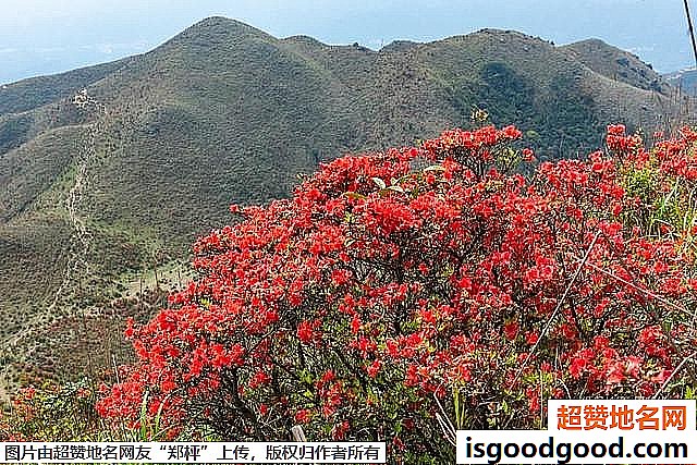 《广东开平天露山杜鹃花即将盛开》原文配图10