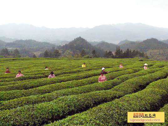 万盛茶叶特产照片