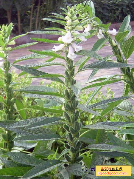 节节高特产照片