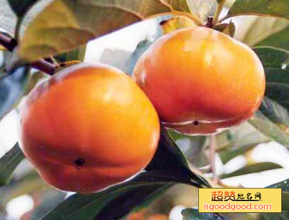 泽州甜柿特产照片