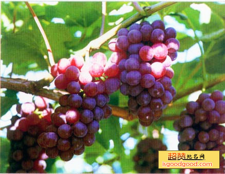 民权葡萄特产照片