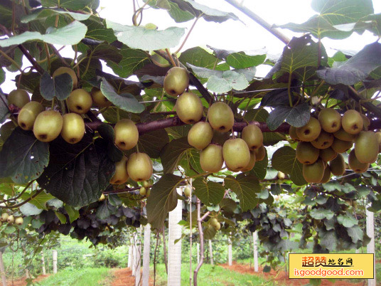 赤壁猕猴桃特产照片