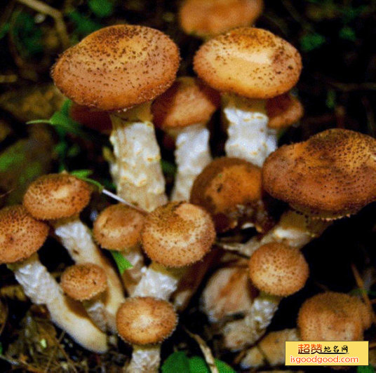 野生榛蘑特产照片