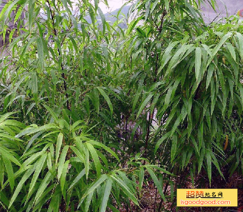 四方竹特产照片