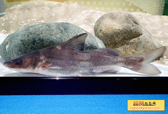 鮰鱼特产照片