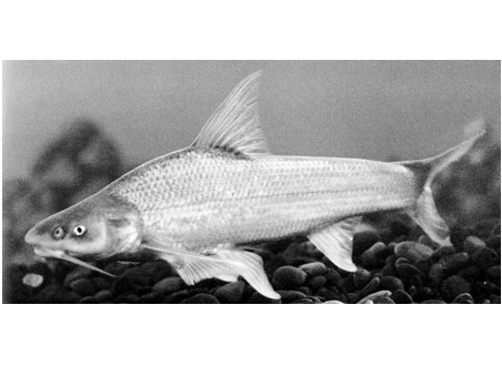 北方铜鱼特产照片