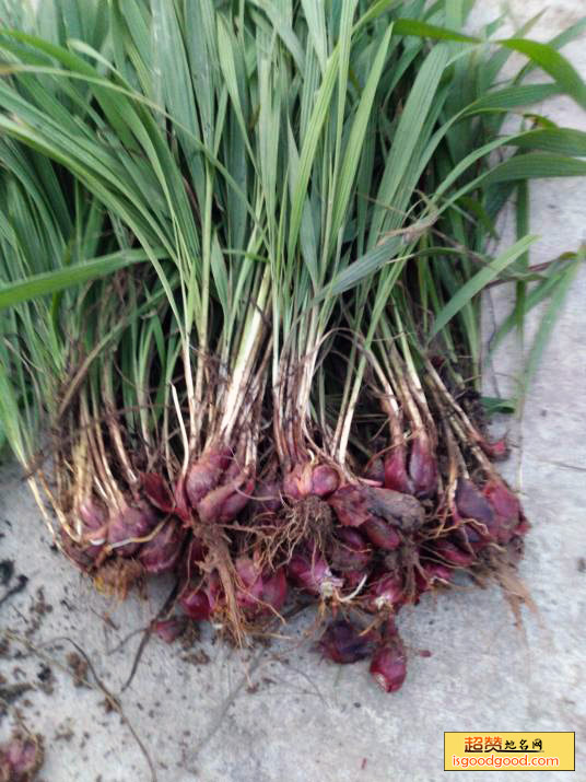 子洲红葱特产照片