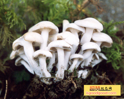 荷叶离褶伞特产照片
