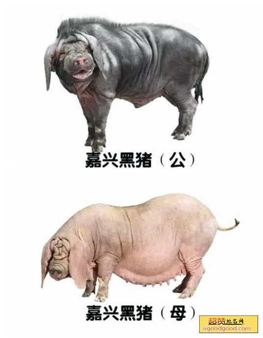 嘉兴黑猪特产照片