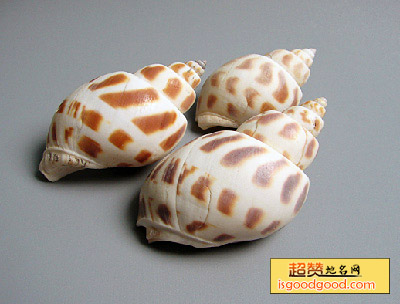 东风螺特产照片