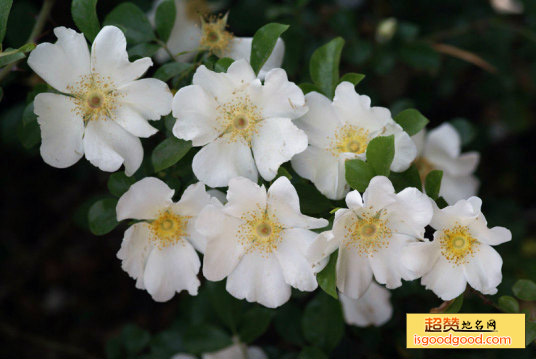 金樱子特产照片