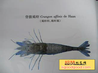 桃花虾特产照片