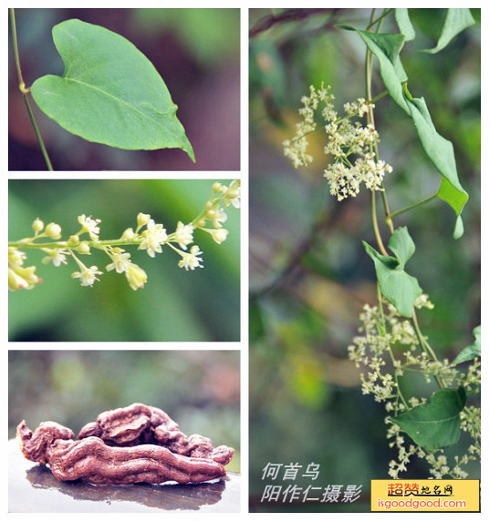 何首乌特产照片
