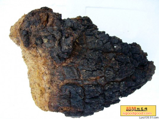 桦褐孔菌特产照片