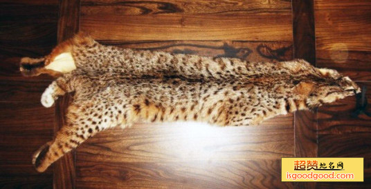 猞猁皮特产照片