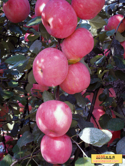 文登苹果特产照片