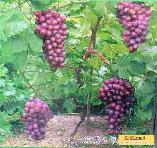 京秀葡萄特产照片