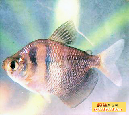 黑裙鱼特产照片