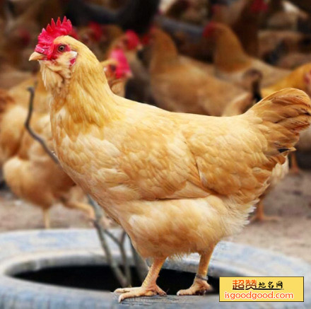 惠阳鸡特产照片