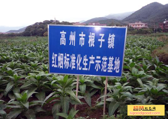根子红烟特产照片