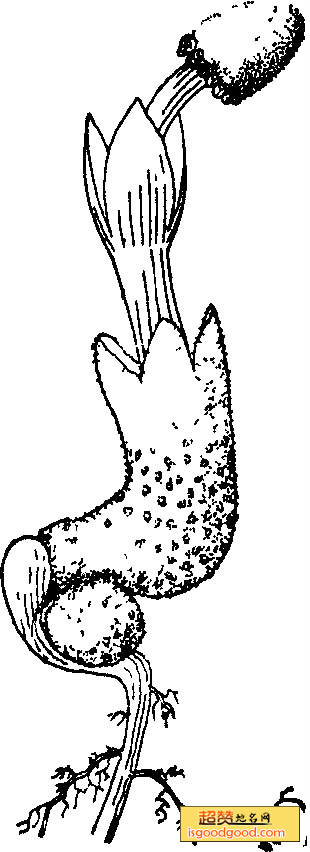 文王一支笔特产照片