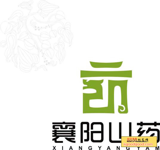 襄阳山药特产照片