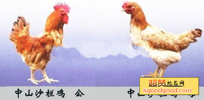 三角沙栏鸡特产照片