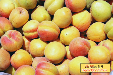 唐汪大接杏特产照片