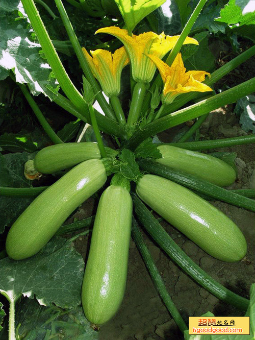 高原夏菜特产照片