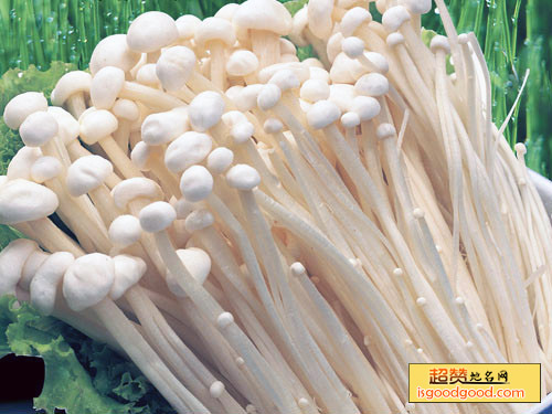 金针菇特产照片