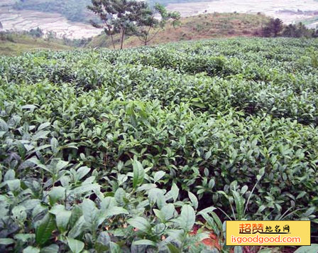 金龙茶特产照片