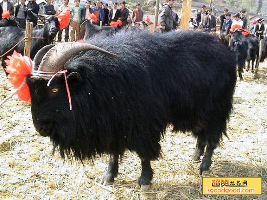 隆林特产隆林山羊
