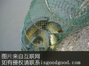 沮漳鱼特产照片