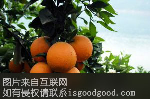 泄滩夏橙特产照片