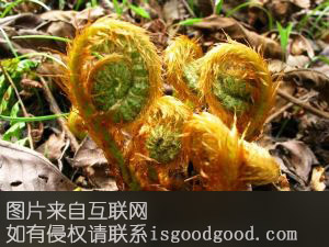 高级野生食用菜——薇菜特产照片