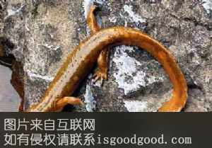 罗田娃娃鱼特产照片