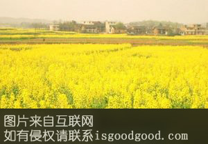 常宁油菜特产照片