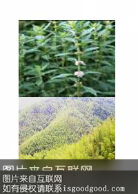 野产异竹特产照片