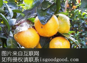 湘冠蜜桔特产照片