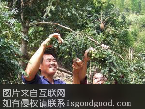 小容香榧特产照片